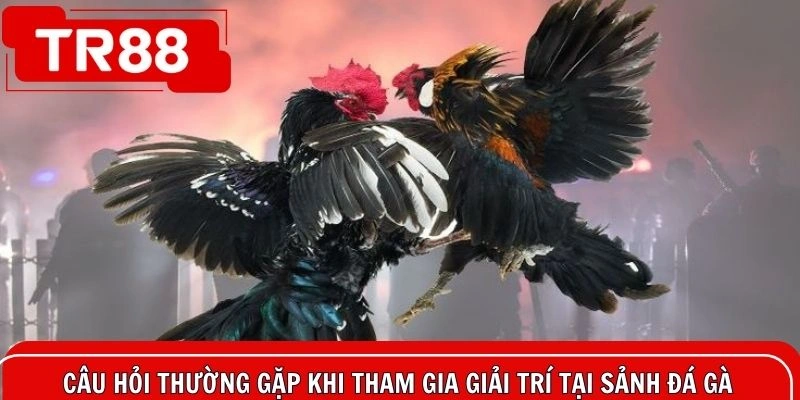Câu hỏi thường gặp khi tham gia giải trí tại sảnh đá gà online