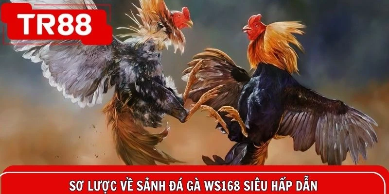 Sơ lược về sảnh đá gà ws168 siêu hấp dẫn trên nền tảng online