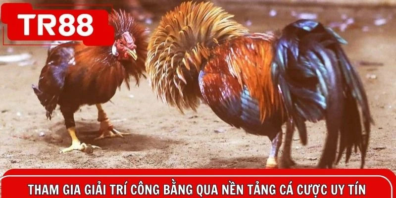 Tham gia giải trí công bằng qua nền tảng cá cược uy tín